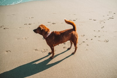 灰色沙滩上的短毛棕色狗